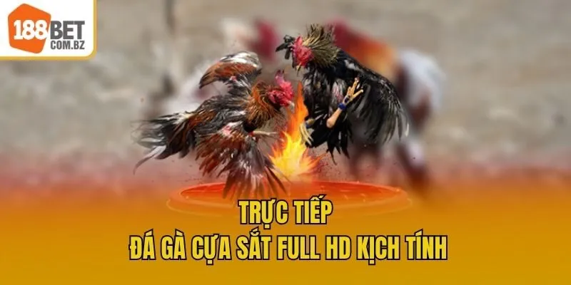 Trực tiếp Đá gà cựa sắt full HD kịch tính